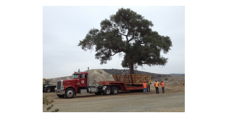 Tractor trailer delivering a tree